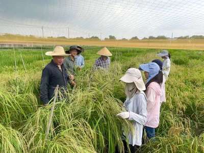 抗病水稻生长受限?科学家破题“水稻困局”